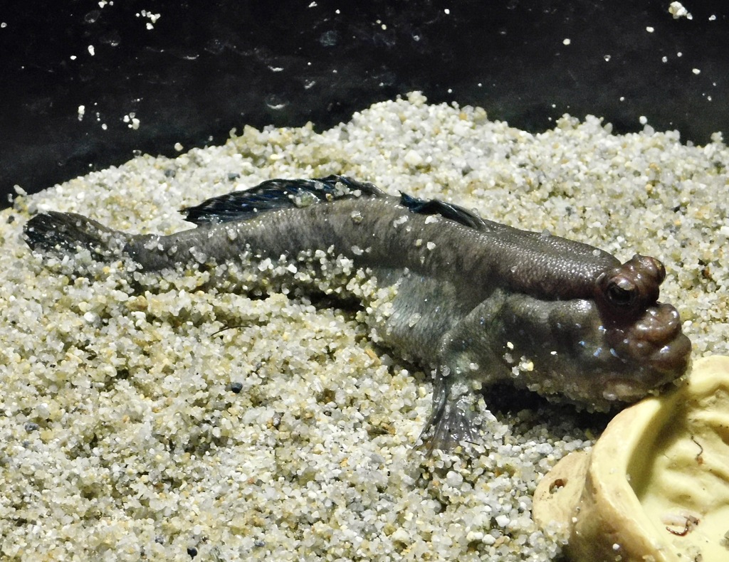 アフリカンマッドスキッパー(カワスイ　川崎水族館)