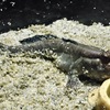 アフリカンマッドスキッパー(カワスイ　川崎水族館)