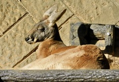 アカカンガルー(多摩動物公園)