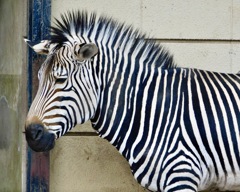 ハートマンヤマシマウマ(夢見ヶ崎動物公園)