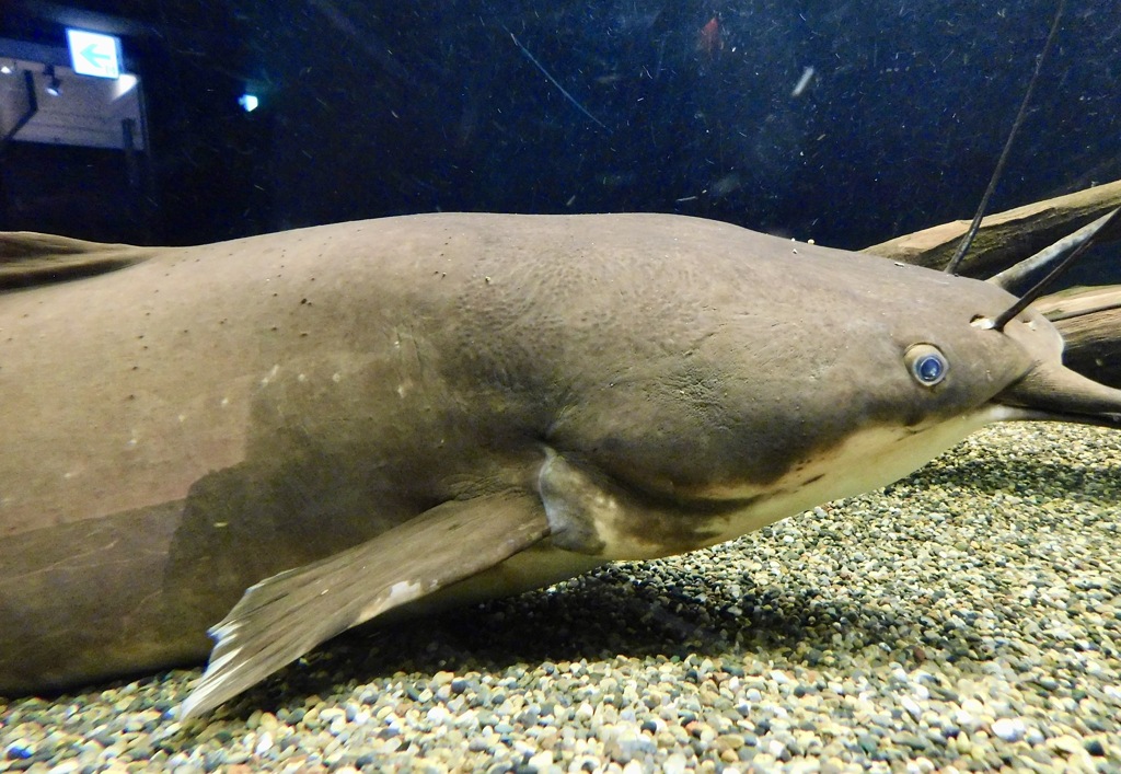 ヘテロブランクス・ロンギフィリス (カワスイ　川崎水族館)