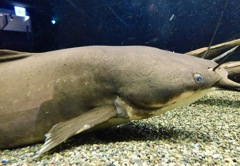 ヘテロブランクス・ロンギフィリス (カワスイ　川崎水族館)