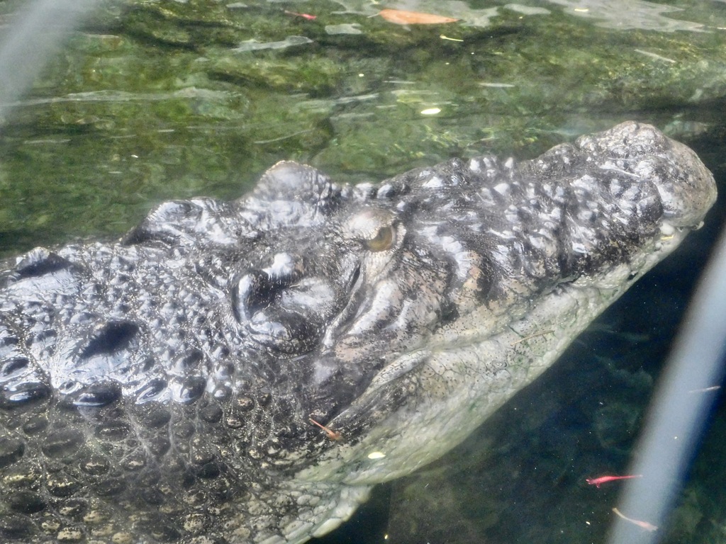 イリエワニ(上野動物園)