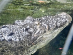 イリエワニ(上野動物園)