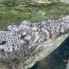 イリエワニ(上野動物園)