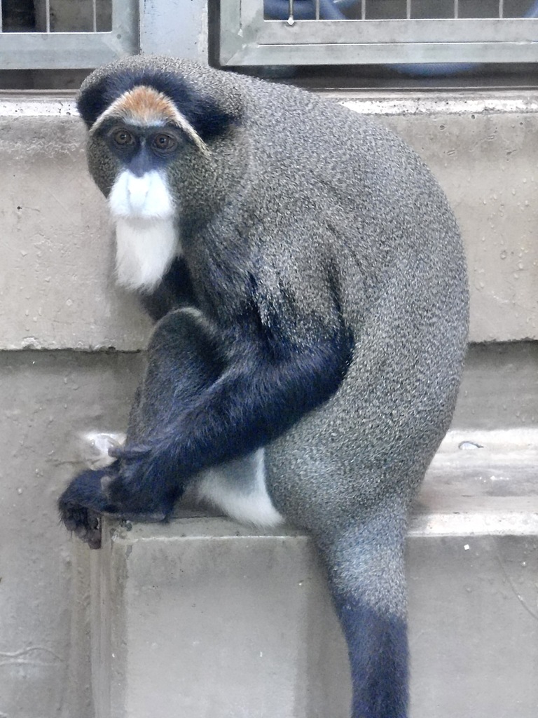 ブラッザグエノン(上野動物園)