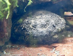 オオサンショウウオ(上野動物園)