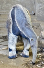 オオアリクイ(江戸川区自然動物園)