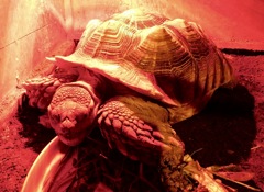 ケヅメリクガメ(カワスイ　川崎水族館)