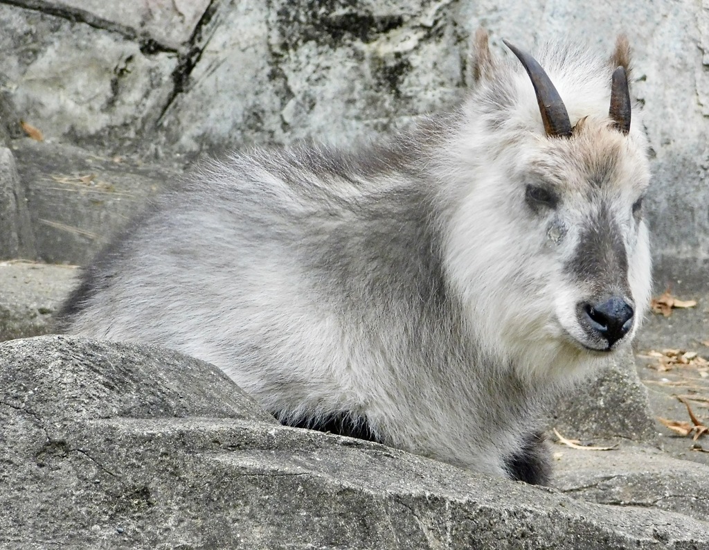 ニホンカモシカ(井の頭自然文化園)