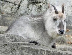 ニホンカモシカ(井の頭自然文化園)
