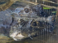 水から顔を出す2頭のニシアフリカコガタワニ(上野動物園)