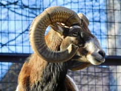 ムフロン(多摩動物公園)