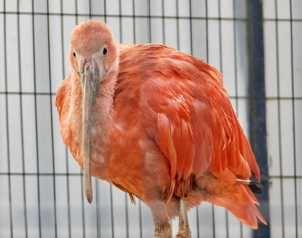 ショウジョウトキ(江戸川区自然動物園)
