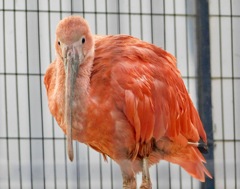 ショウジョウトキ(江戸川区自然動物園)