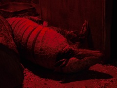 ムツオビアルマジロ(上野動物園)