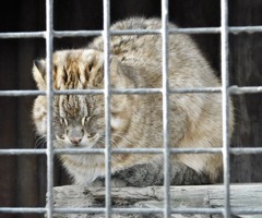 アムールヤマネコ(井の頭自然文化園)