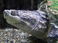 カミツキガメ(井の頭自然文化園)