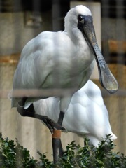 クロツラヘラサギ(野毛山動物園)
