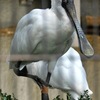 クロツラヘラサギ(野毛山動物園)