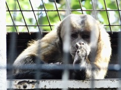 フサオマキザル(野毛山動物園)