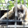 フサオマキザル(野毛山動物園)