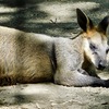 オグロワラビー(野毛山動物園)