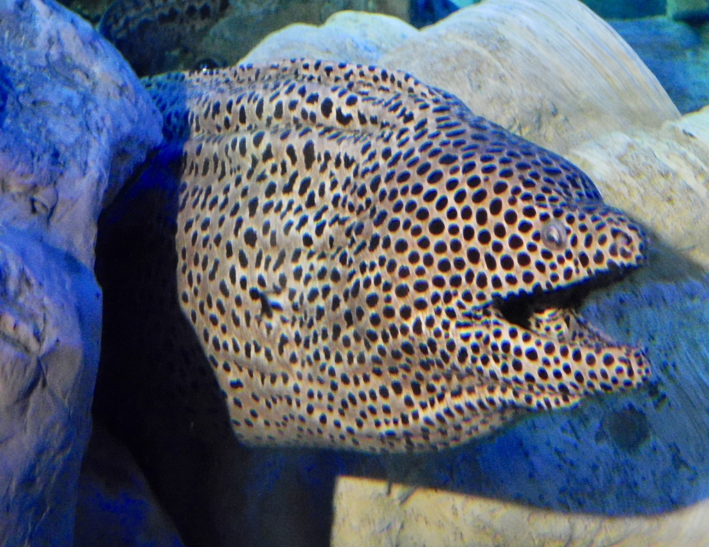 インディアンモレイ(しながわ水族館)