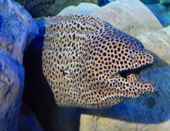インディアンモレイ(しながわ水族館)