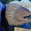 インディアンモレイ(しながわ水族館)