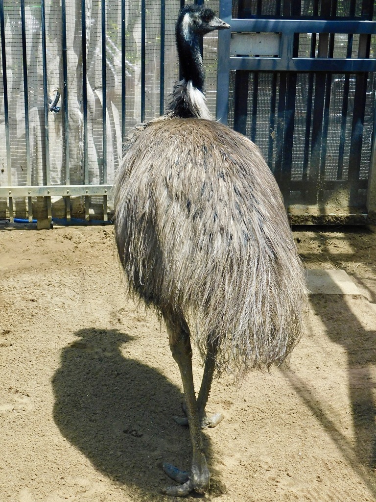 エミュー(上野動物園)