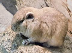 グンディ(足立区生物園)