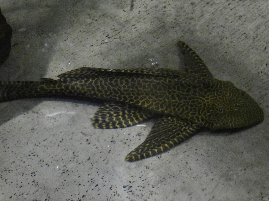 セイルフィンプレコ(カワスイ　川崎水族館)