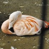 チリーフラミンゴ(夢見ヶ崎動物公園)
