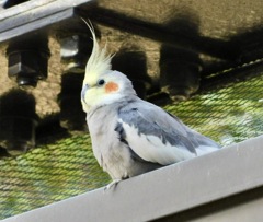 オカメインコ(足立区生物園)