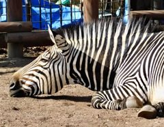 ハートマンヤマシマウマ(夢見ヶ崎動物公園)