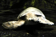 スッポンモドキ(しながわ水族館)