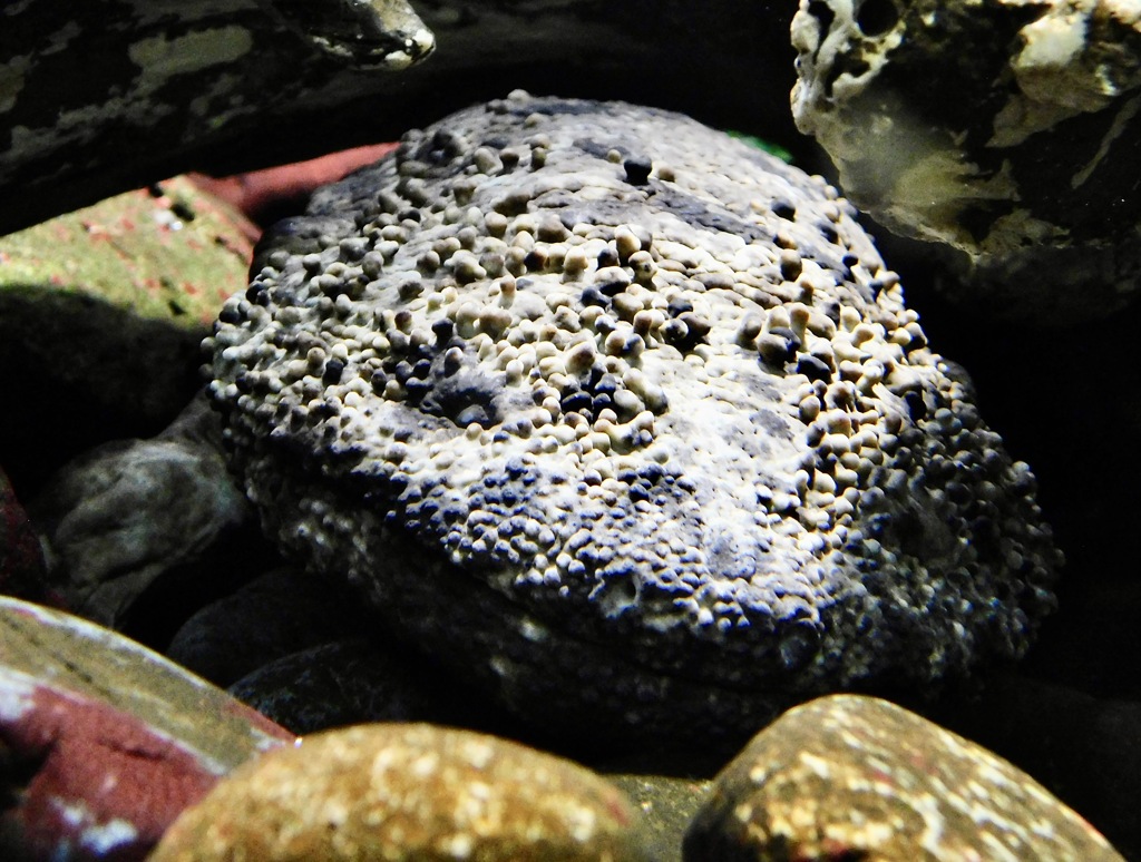 オオサンショウウオ(井の頭自然文化園)