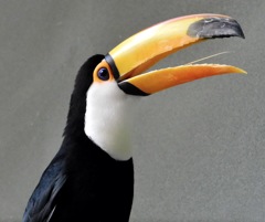 オニオオハシ(カワスイ　川崎水族館)