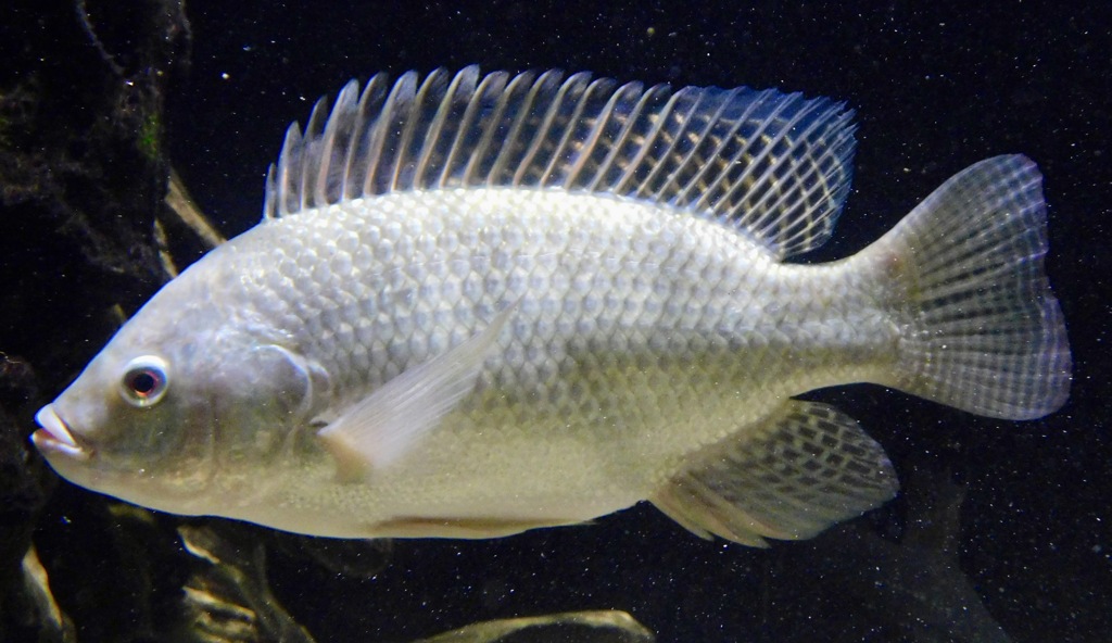 ナイルティラピア(カワスイ　川崎水族館)