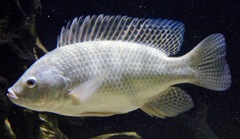 ナイルティラピア(カワスイ　川崎水族館)