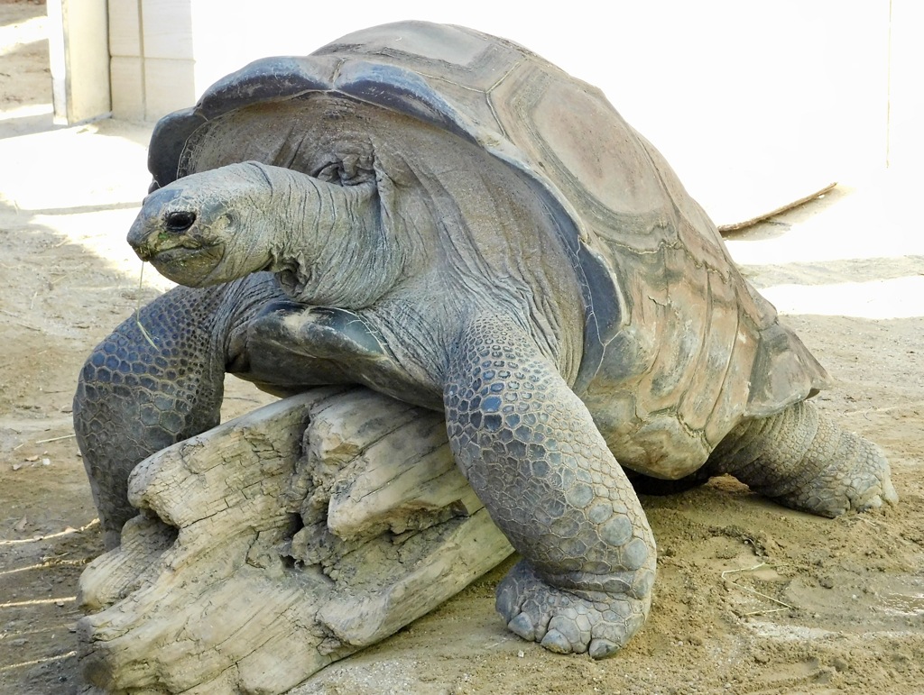 アルダブラゾウガメ(東武動物公園)