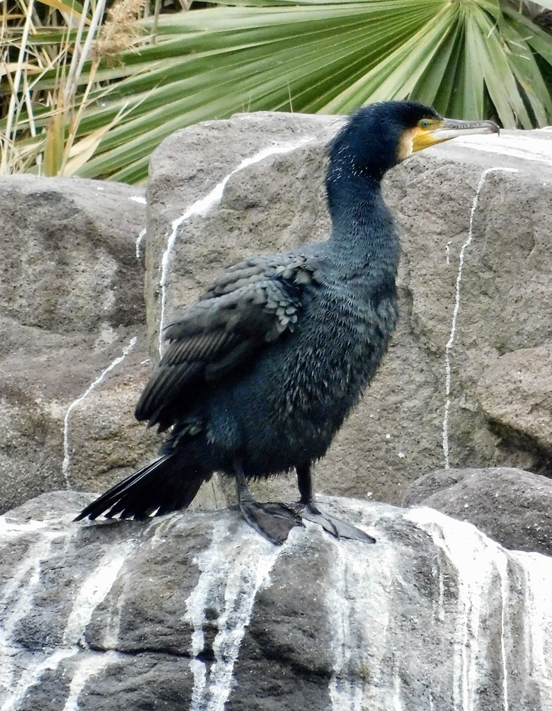 カワウ(しながわ区民公園)