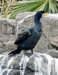 カワウ(しながわ区民公園)