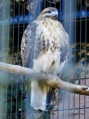 ノスリ(野毛山動物園)
