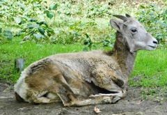 メスのオオツノヒツジ(金沢動物園)