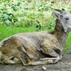 メスのオオツノヒツジ(金沢動物園)