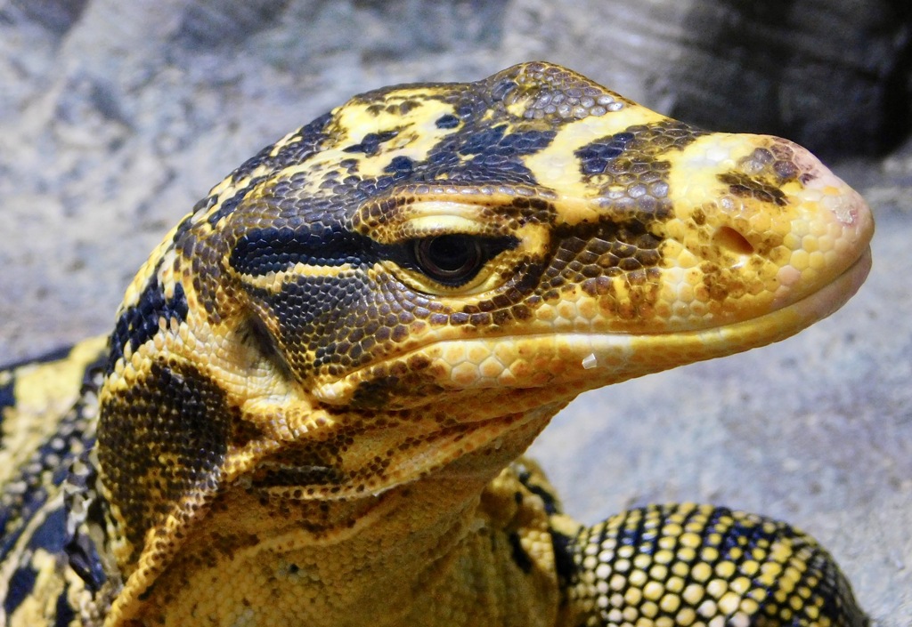 ミンダナオミズオオトカゲ(足立区生物園)
