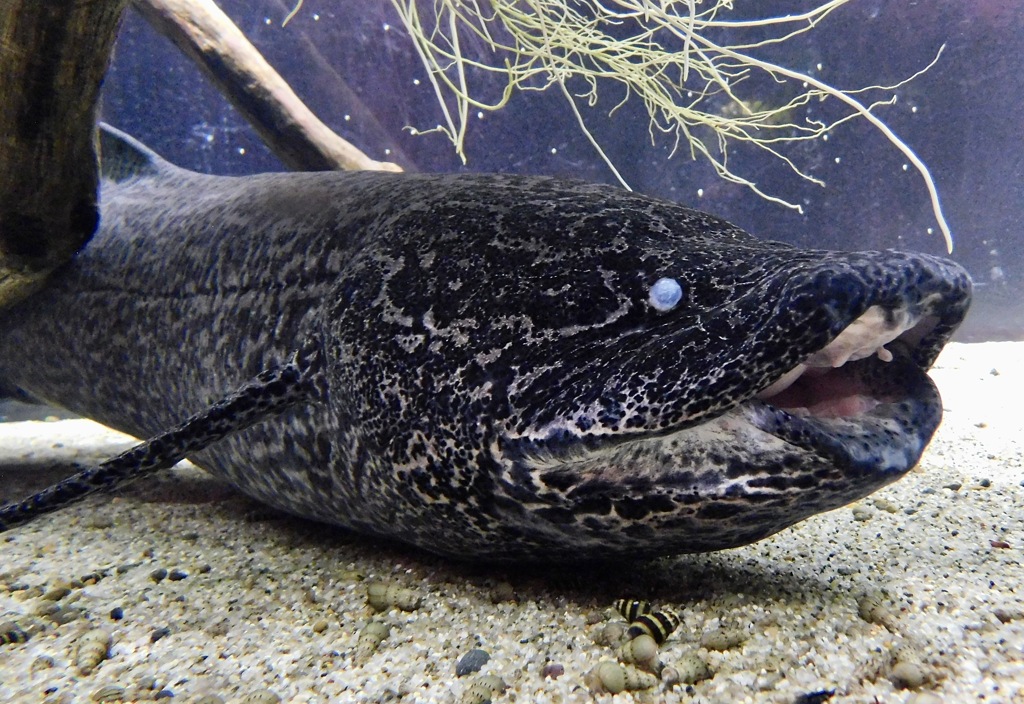 プロトプテルス・エチオピクス(カワスイ　川崎水族館)