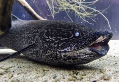 プロトプテルス・エチオピクス(カワスイ　川崎水族館)